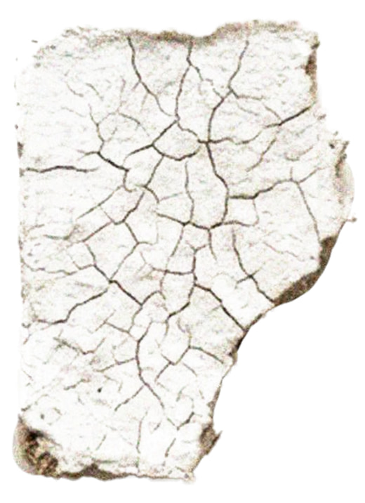 mycelium panel