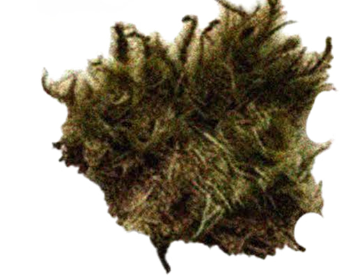 vegetation